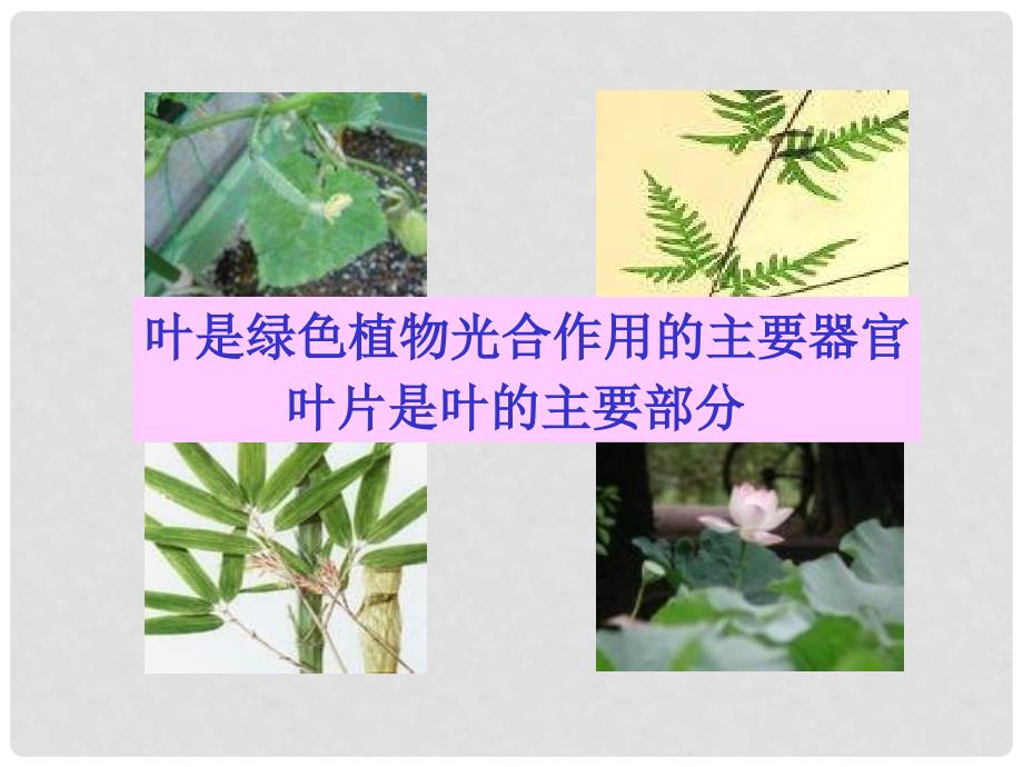 江苏省常州市武进区夏溪初级中学七年级生物上册《植物光合作用的场所》课件 苏教版_第2页