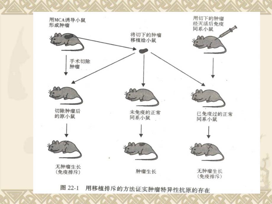 《肿瘤免疫》PPT课件_第4页