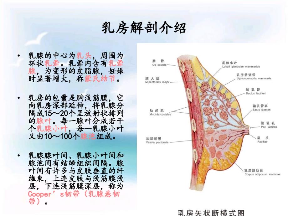 急性乳腺炎护理ppt课件_第4页