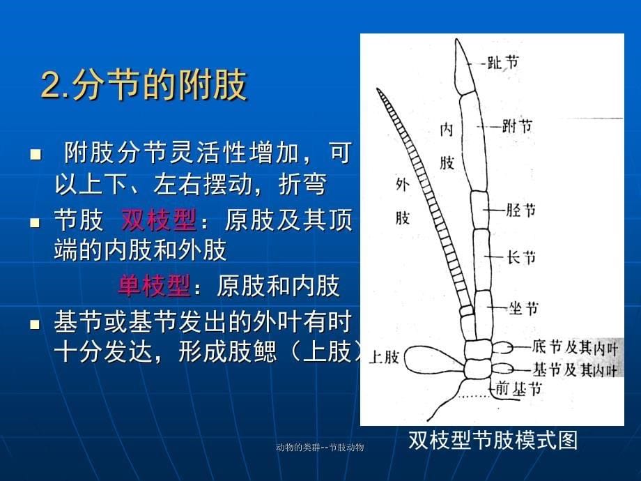 动物的类群--节肢动物课件_第5页