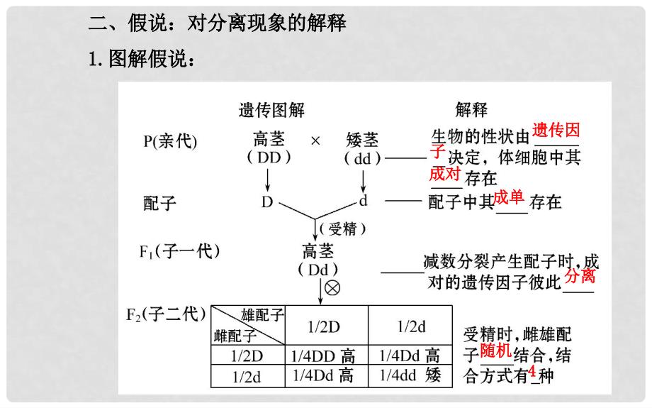 高考生物大一轮 第1章 第1节 孟德尔的豌豆杂交实验(一)配套精讲课件 新人教版必修2_第4页