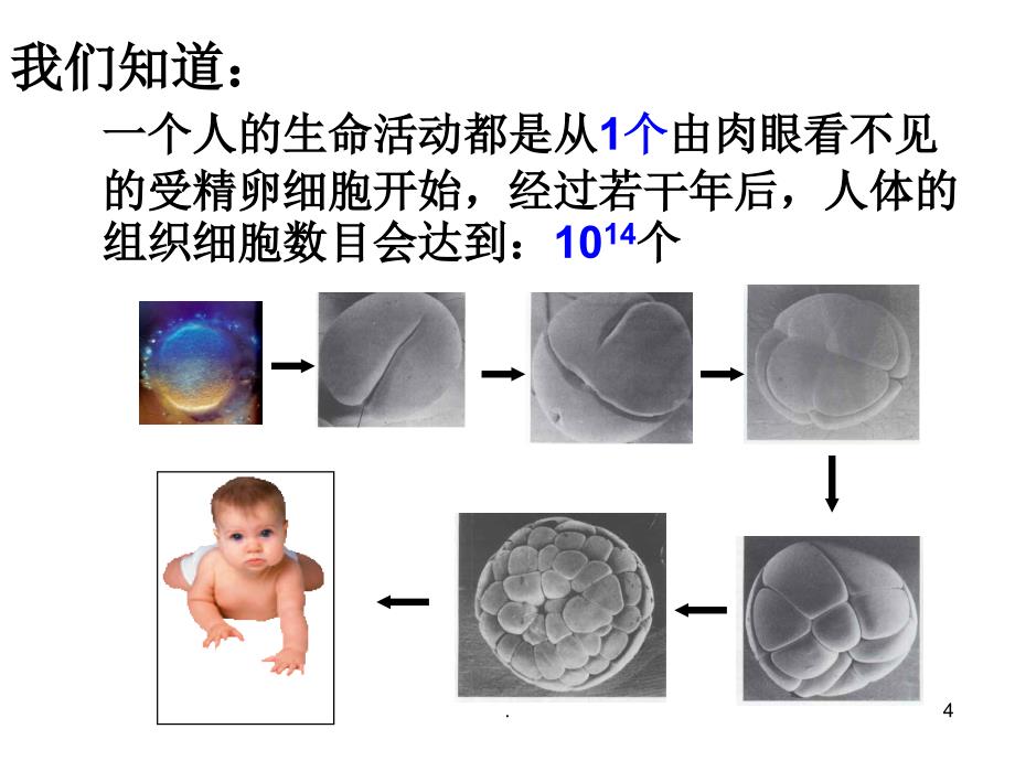 生物体的结构层次PPT精选文档_第4页