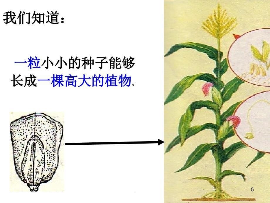 生物体的结构层次PPT精选文档_第5页