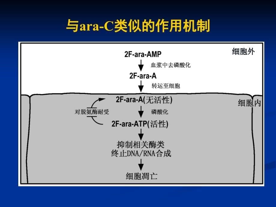 福达华在其它血液疾病中的应用_第5页