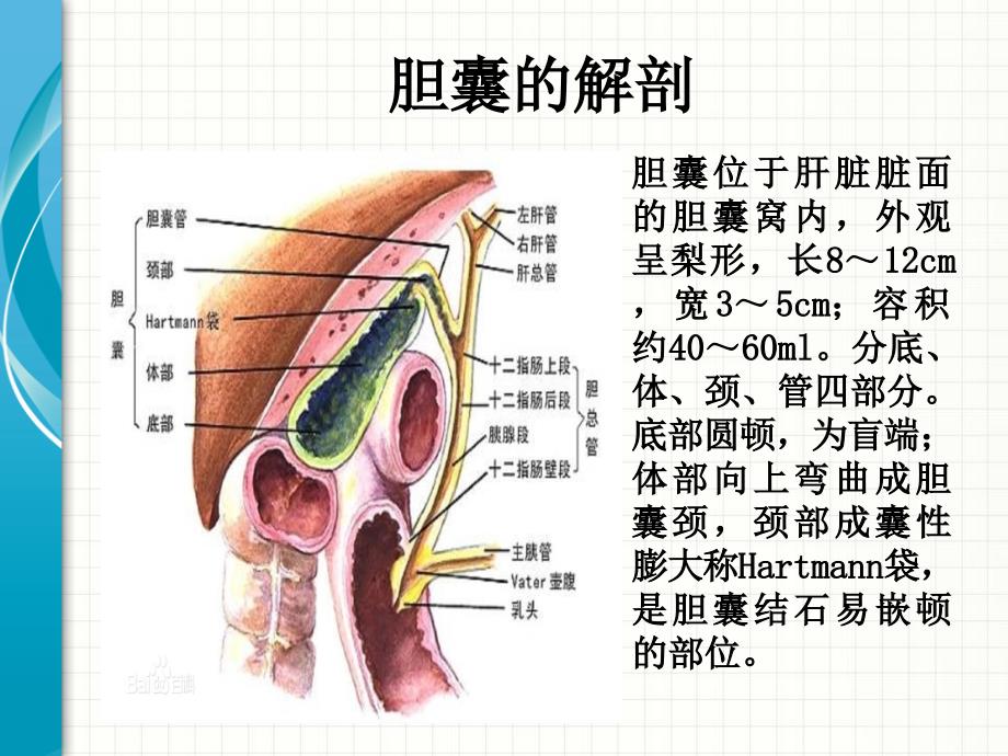 腹腔镜胆囊切除术护理查房.ppt_第2页