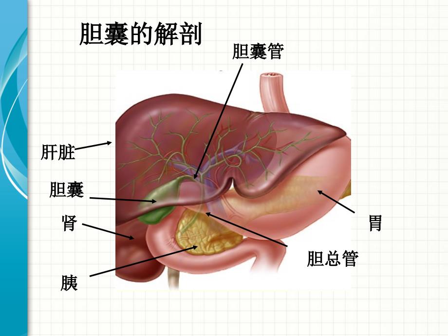 腹腔镜胆囊切除术护理查房.ppt_第3页