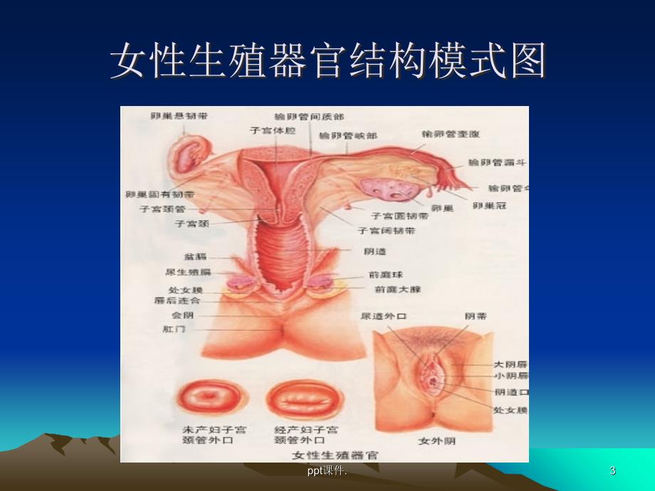 妇科常见病知识讲座ppt课件_第3页