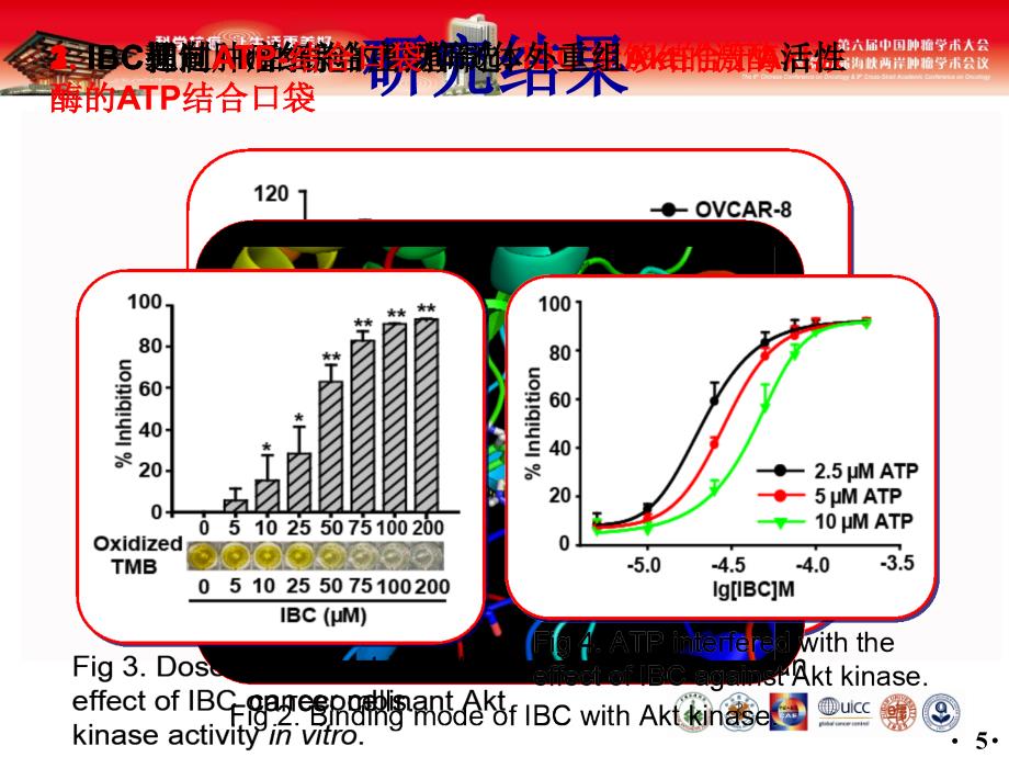 最新：景慧以AKT为靶点异补骨脂查尔酮抗肿瘤作用研究文档资料_第4页