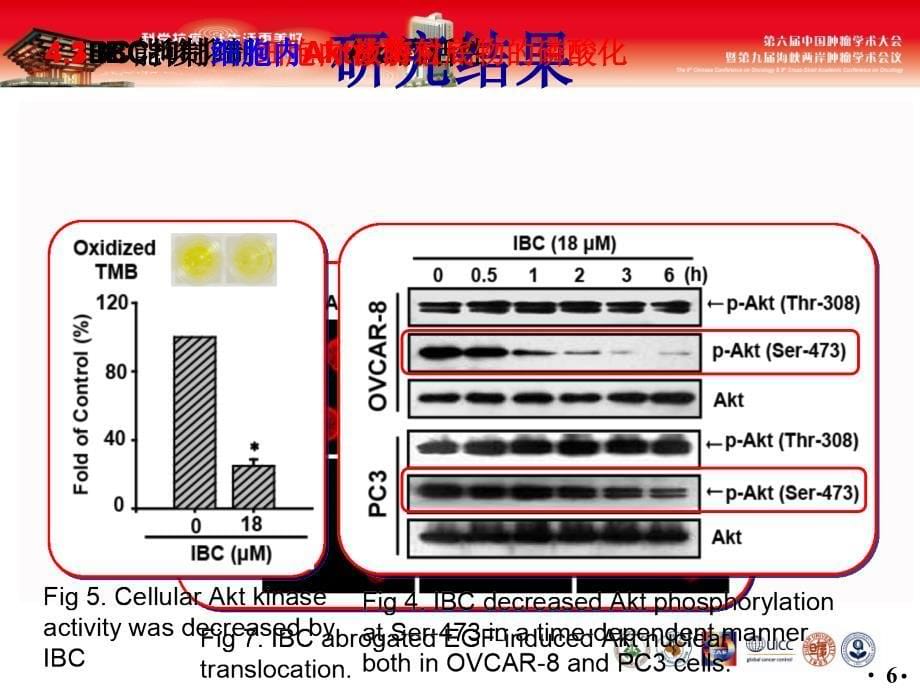 最新：景慧以AKT为靶点异补骨脂查尔酮抗肿瘤作用研究文档资料_第5页