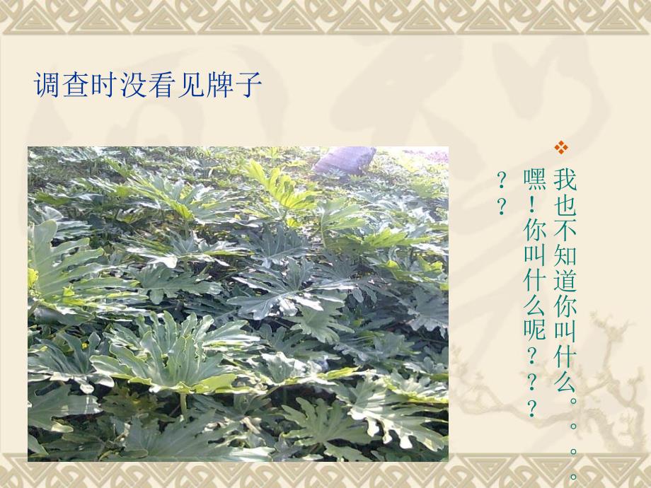 校园植物大集合课件_第2页