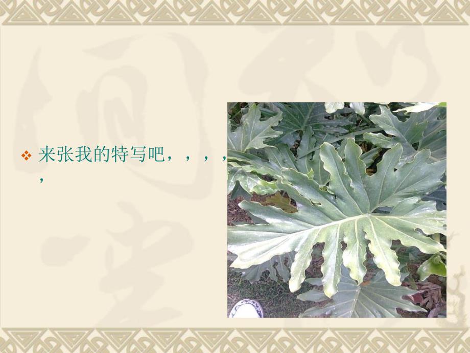 校园植物大集合课件_第3页