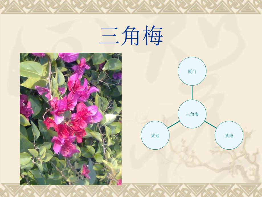 校园植物大集合课件_第4页