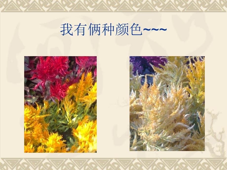 校园植物大集合课件_第5页