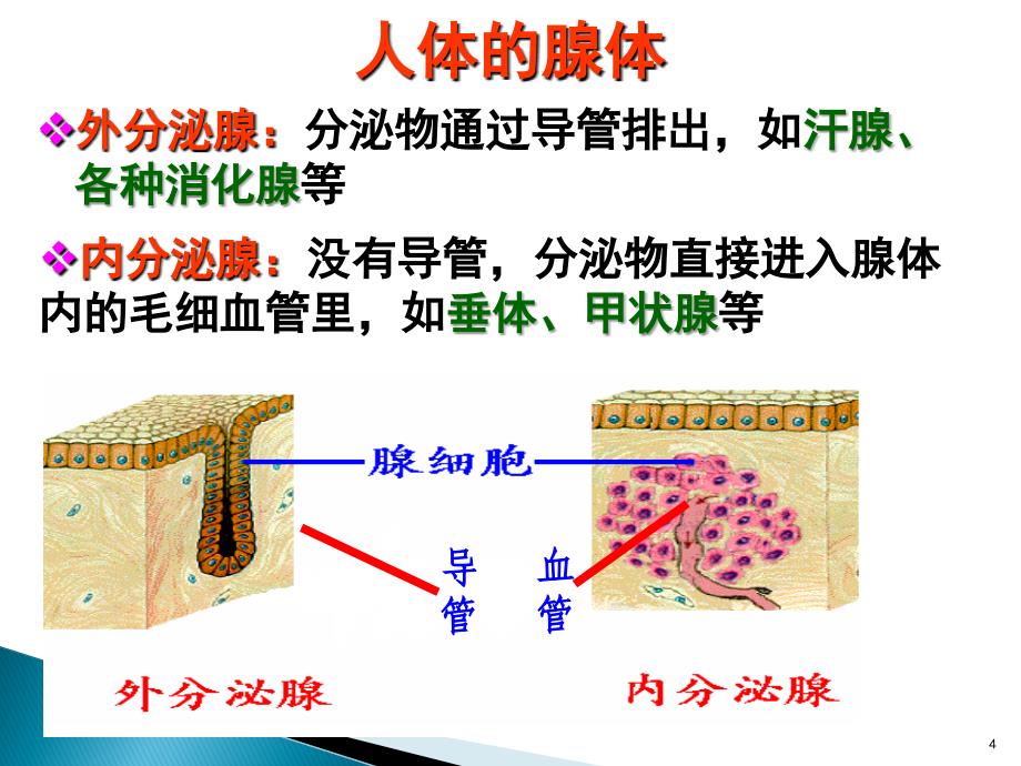 优质医学人体的内分泌系统_第4页