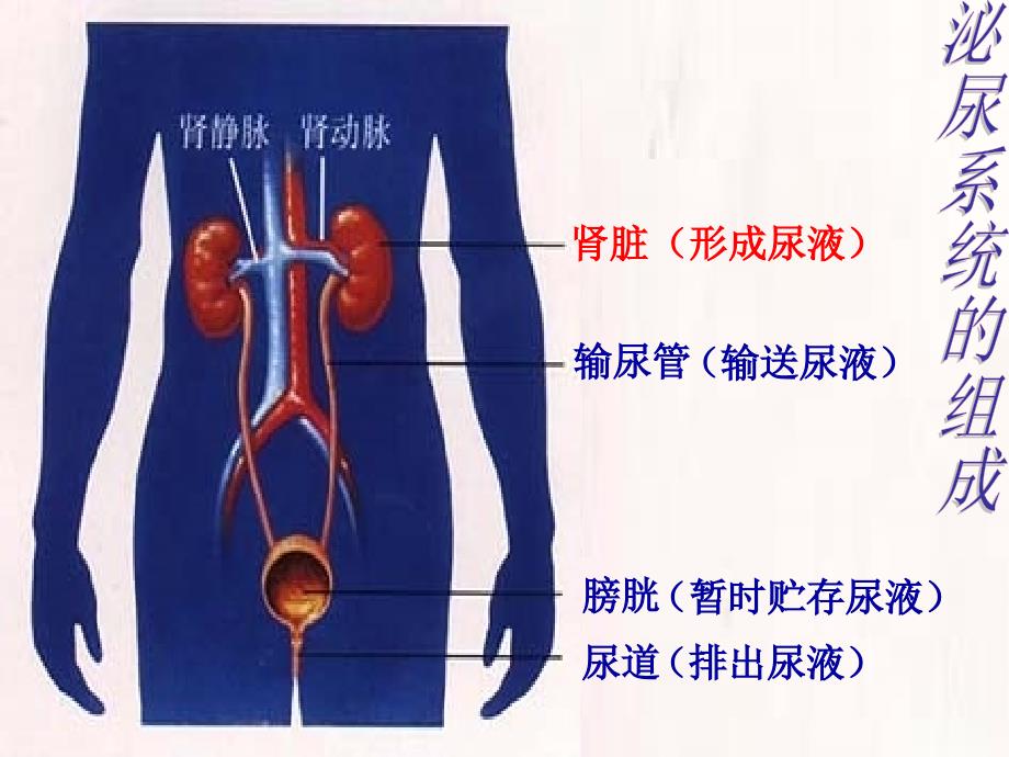 尿的形成和排出_第3页