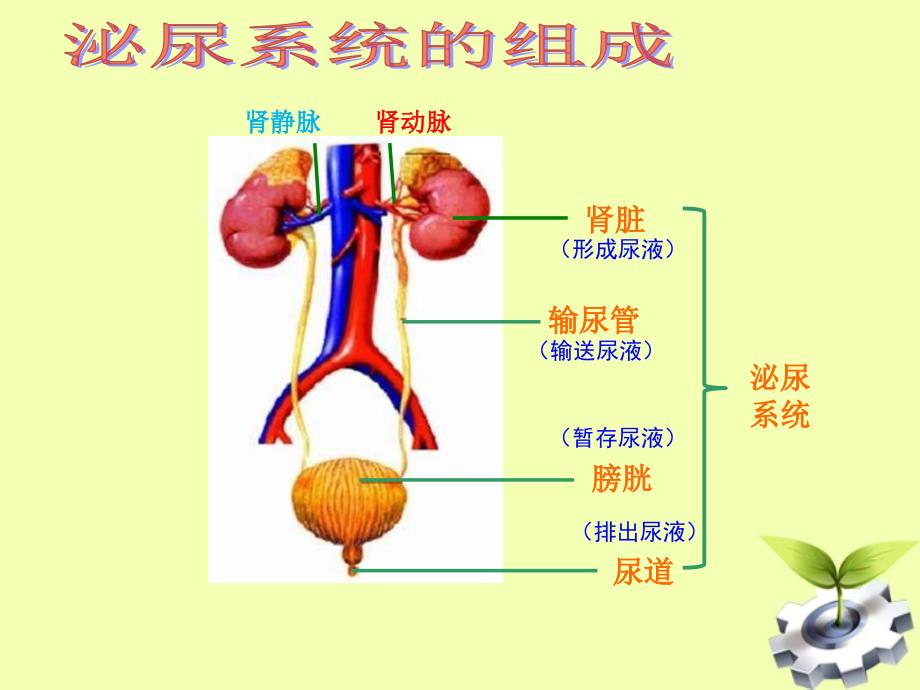 尿的形成和排出_第4页