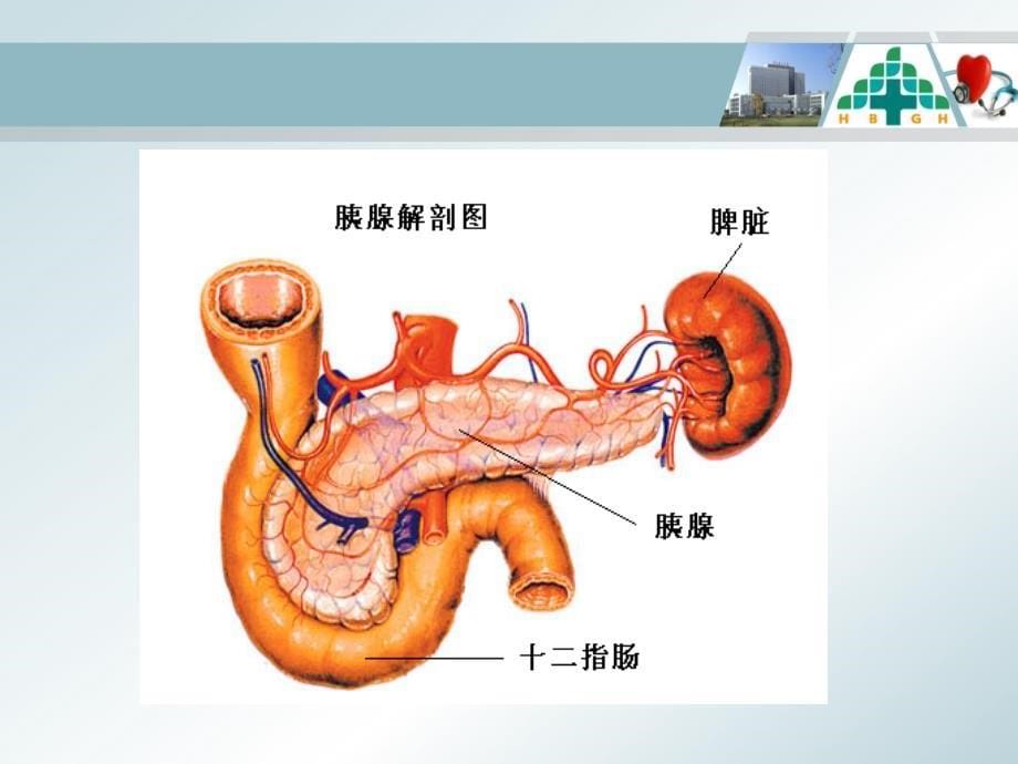 急性胰腺炎的护理查房_第5页