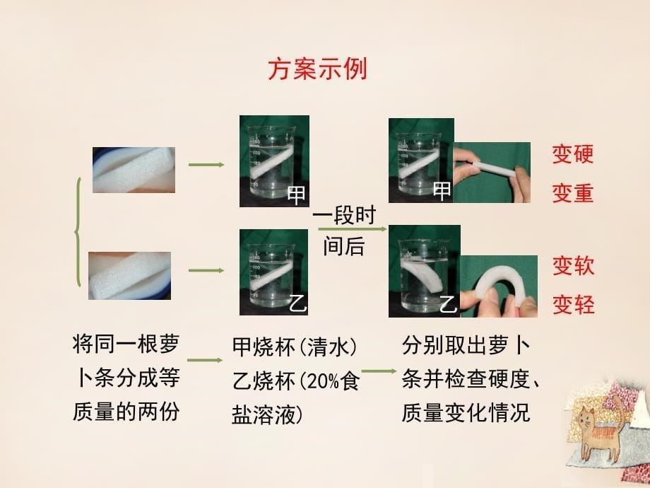 七年级生物上册 5.3 吸收作用课件1 北师大版_第5页