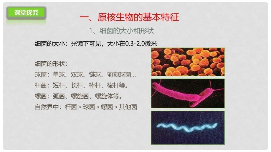 八年级生物下册 13.2 原核生物课件 北京课改版_第5页