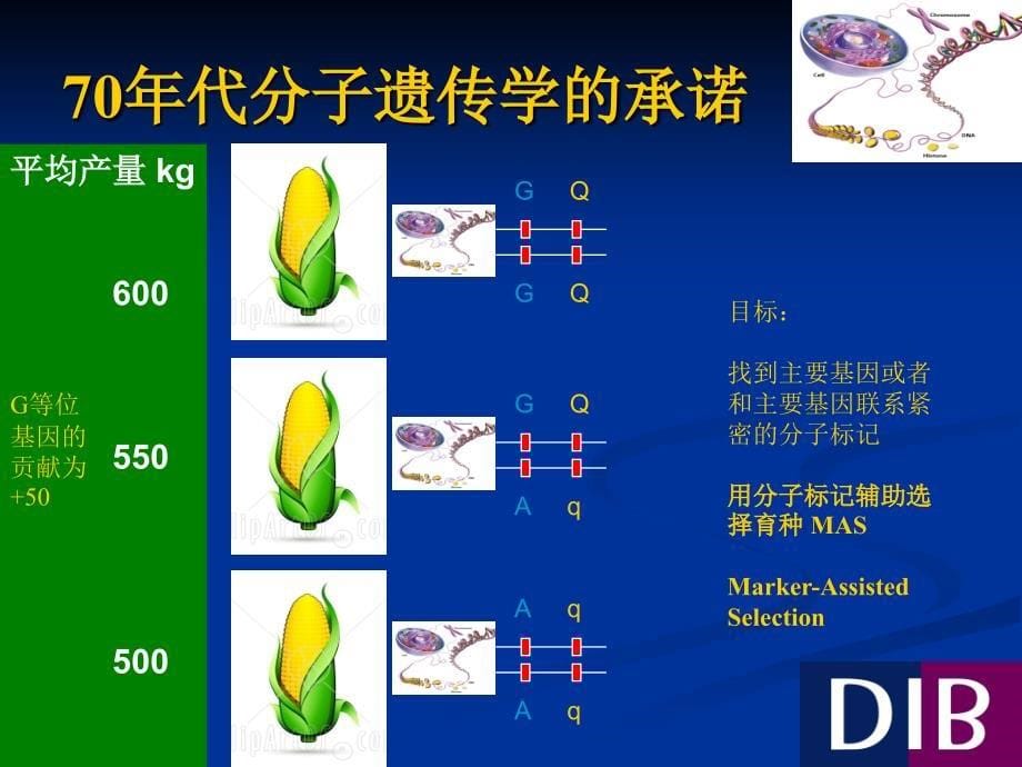 全基因组选择策略在植物育种中的应用_第5页