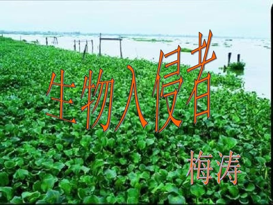 生物入侵者公开课定稿_第5页