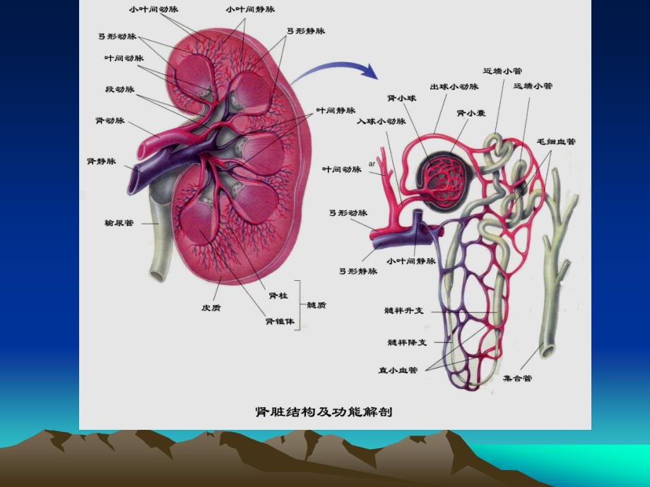 蛋白尿的诊断与注意事项_第3页