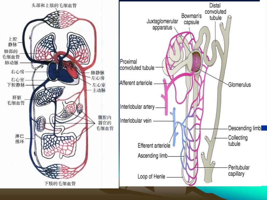 蛋白尿的诊断与注意事项_第4页