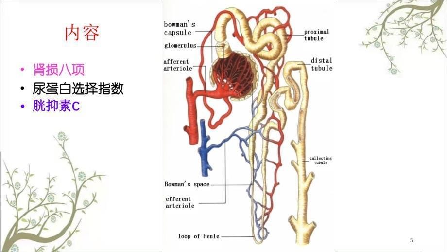 特色检验肾损八项课件_第5页