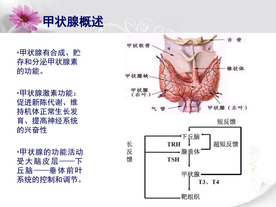 1225甲状腺十项及临床意义_第2页