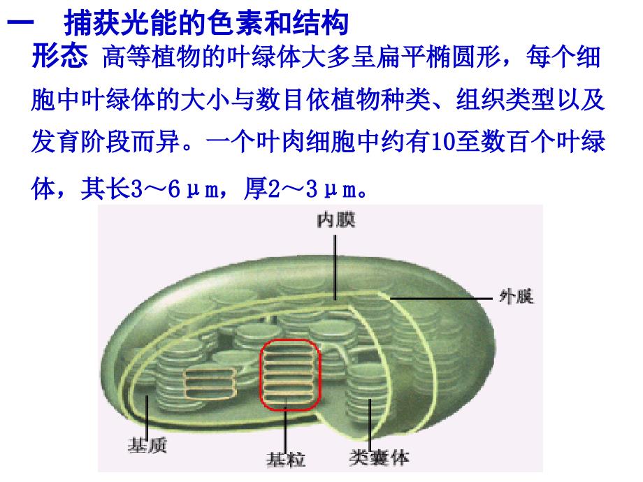 光合作用以及对它的认识过程_第3页