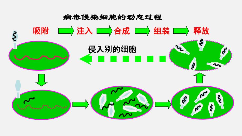 高考生物二轮复习课件专题01 细胞的分子组成_第4页