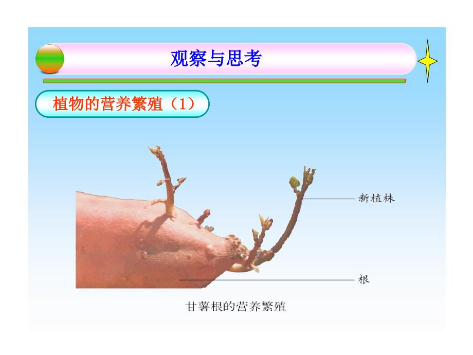 植物的无性生殖PPT课件_第4页