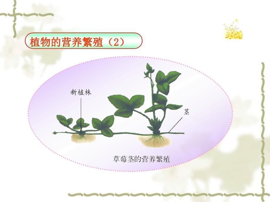 植物的无性生殖PPT课件_第5页