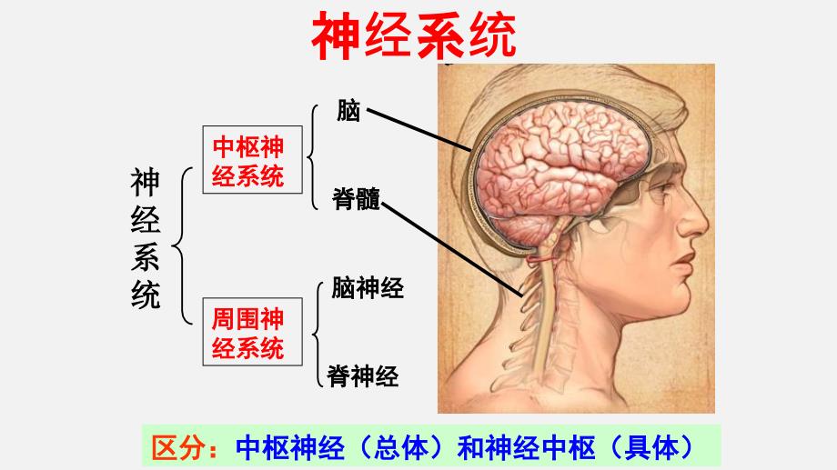 高考生物二轮复习课件专题15 动物生命活动调节_第4页