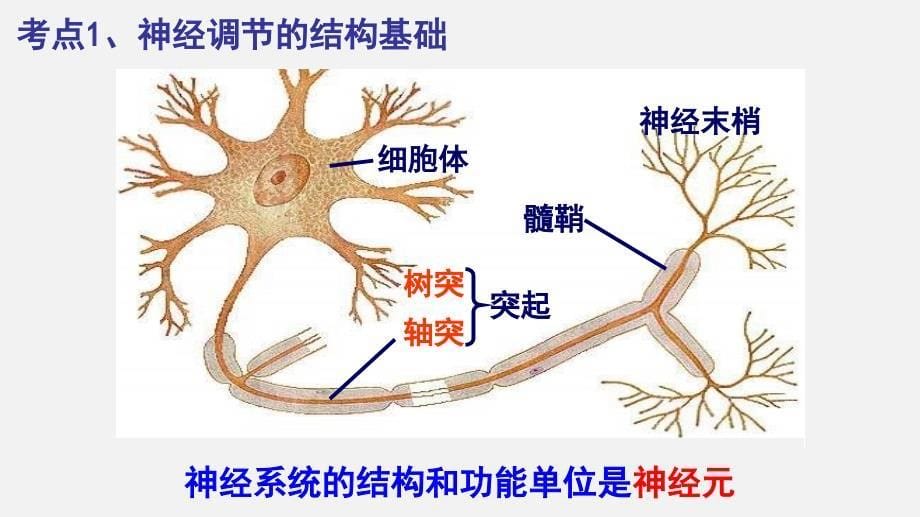 高考生物二轮复习课件专题15 动物生命活动调节_第5页