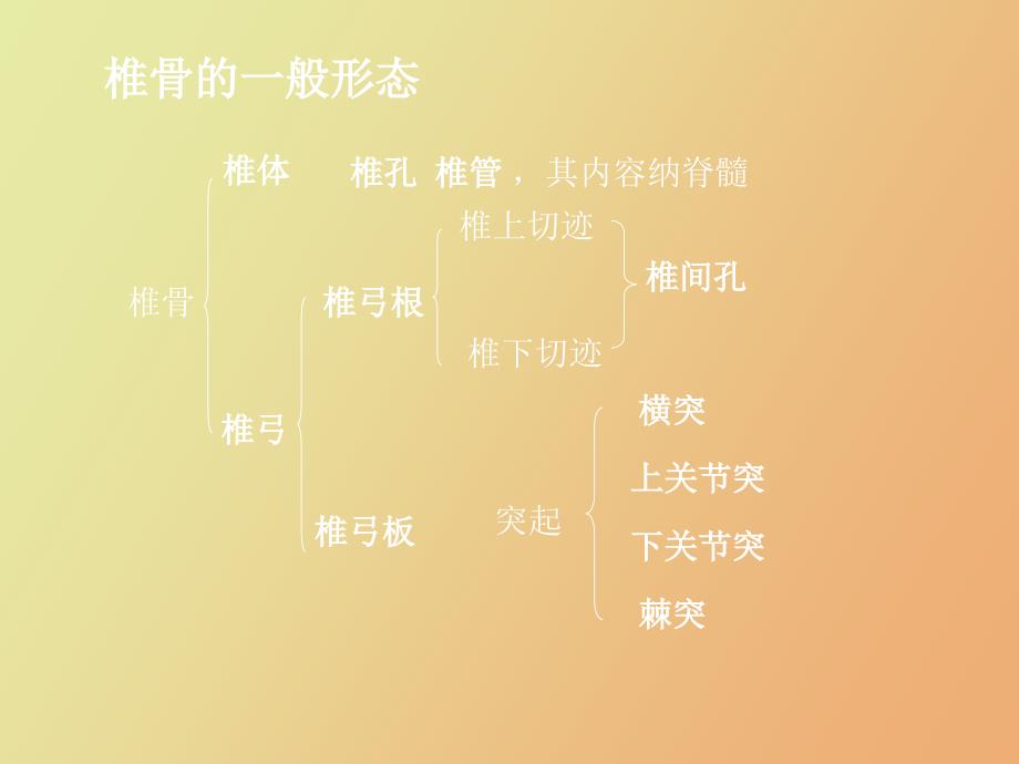 躯干骨及其骨连结_第4页