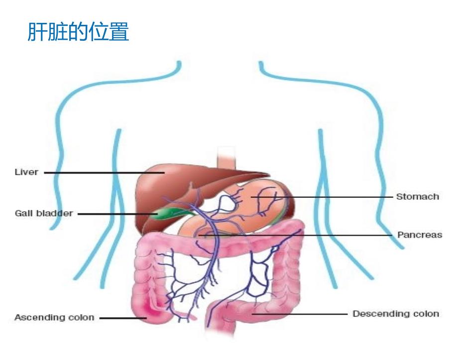 肝病与干扰素的联系-河南乙肝医院讲诉_第2页