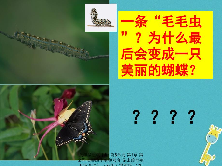 最新八年级生物下册第6单元第1章第2节动物的生殖和发育昆虫的生殖和发育_第4页