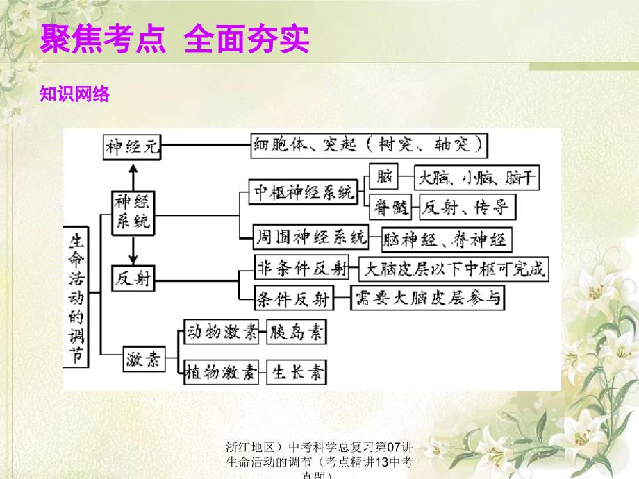 浙江地区）中考科学总复习第07讲生命活动的调节（考点精讲13中考真题）课件_第2页