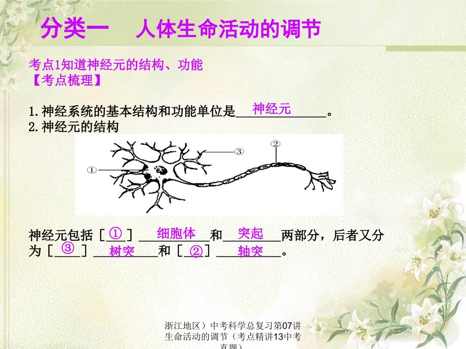 浙江地区）中考科学总复习第07讲生命活动的调节（考点精讲13中考真题）课件_第3页