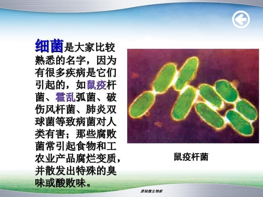 原核微生物新课件_第5页