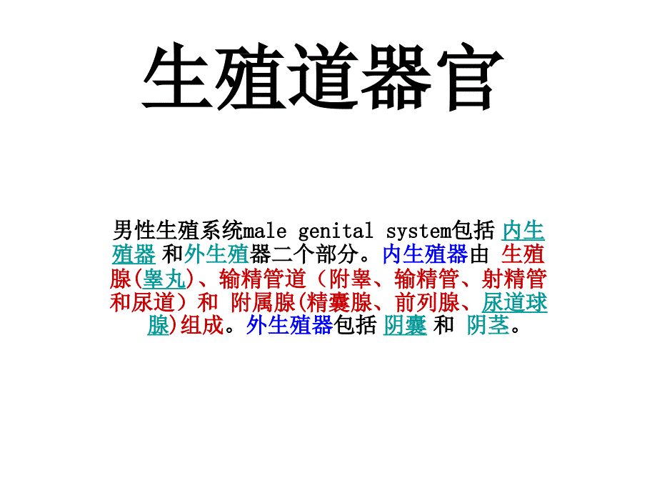 生殖系统睾丸附睾输精管小讲座_第1页