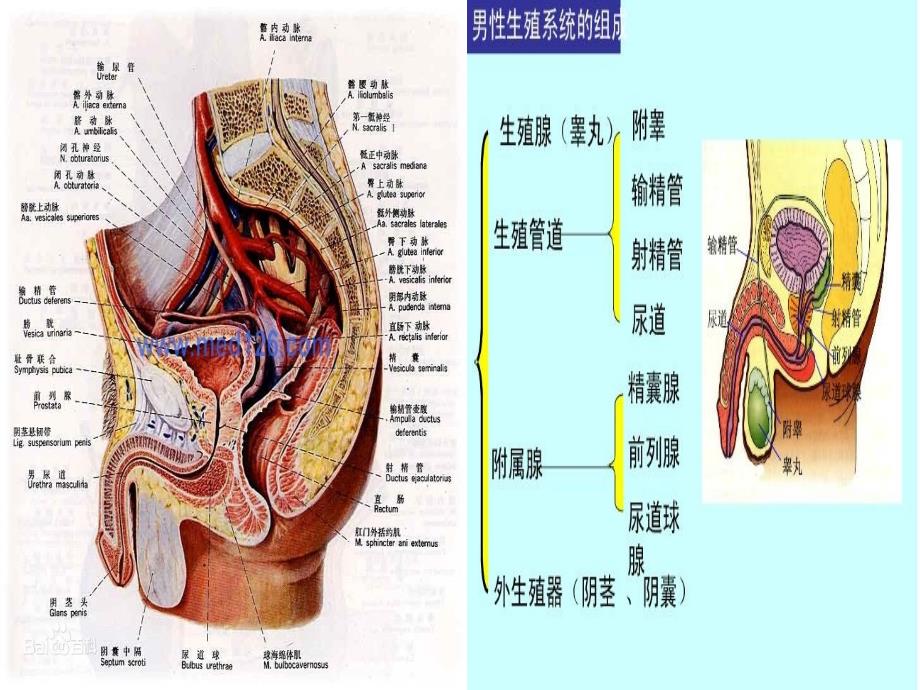 生殖系统睾丸附睾输精管小讲座_第2页