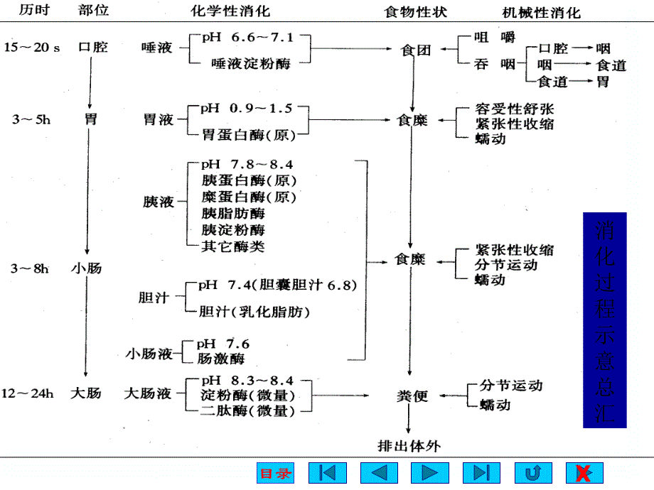 中学大学医学院生理版消化课件_第2页