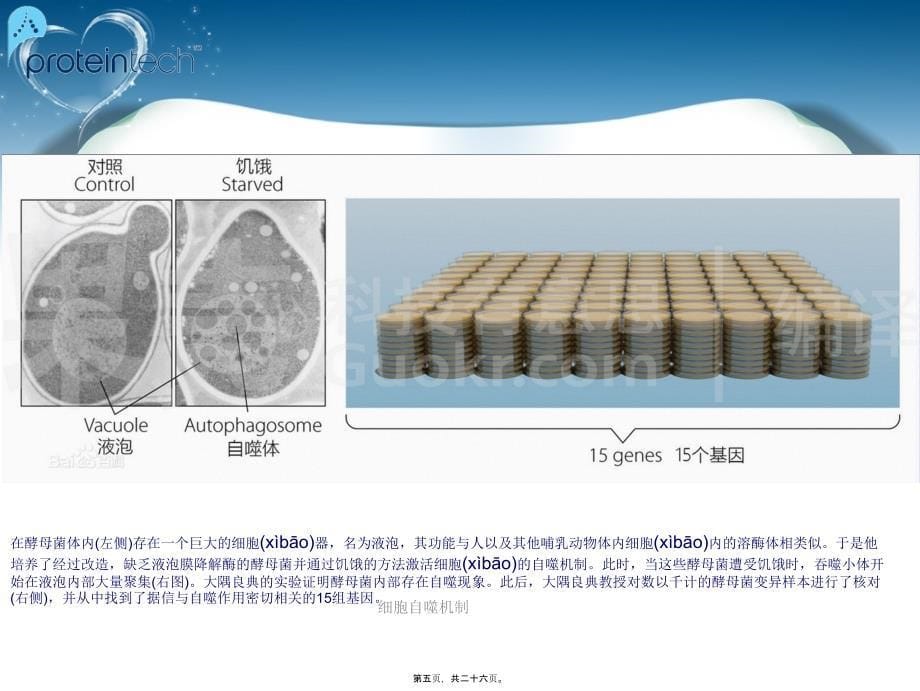 细胞自噬机制课件_第5页