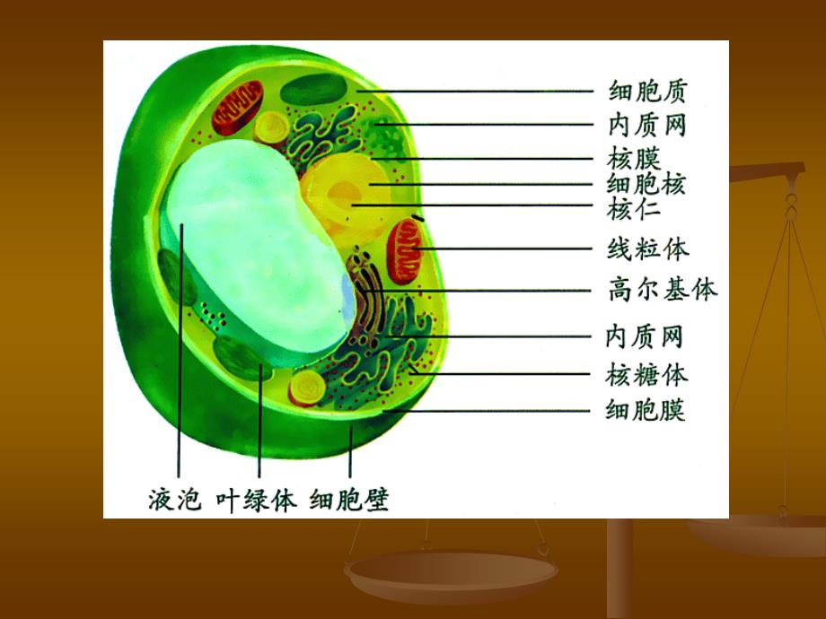 细胞器系统内的分工合作课件1_第4页