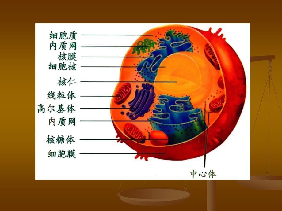 细胞器系统内的分工合作课件1_第5页