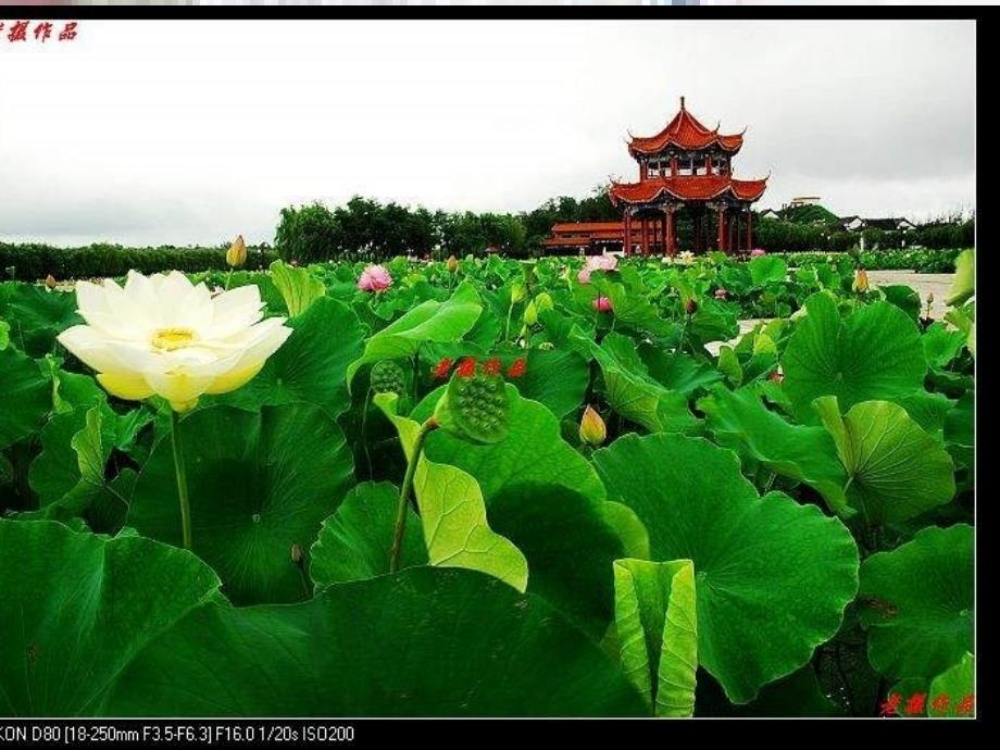 鲁教版九上关注我们的社区课件1_第4页