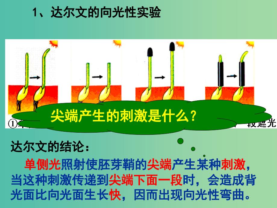 高中生物 第三章 第一节 生长素的发现课件 新人教版必修3.ppt_第4页