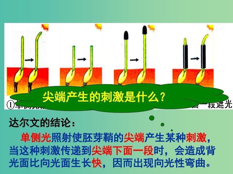 高中生物 第三章 第一节 生长素的发现课件 新人教版必修3.ppt_第5页